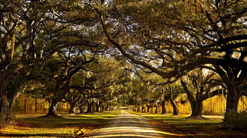 road, trees, USA, North America, Brays Island plantation, 1080P, Spanish Moss, South Carolina, Deep south, Lowcountry, Mount Pleasant