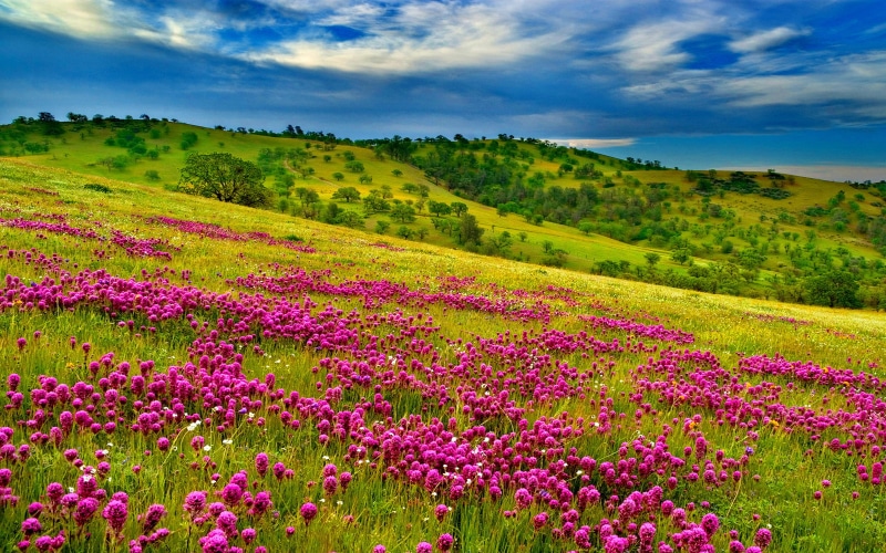 freshness, green, idyllic, meadow, pink color, hills, trees, blue, land, landscape, clouds, forest, outdoors, growth, environment, flowering plant, flowers