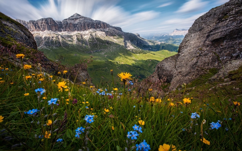 flowers, italy, hd, 2K, landscape, nature, dolomites