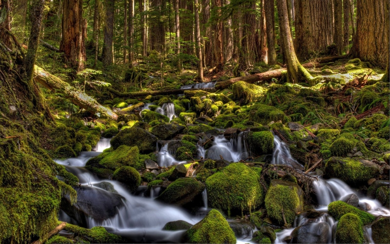 green, national, olympic, covered, park, forest, washington, river, moss, duc, pine, 2K, hd, usa, desktop, trees, sol, stones, mountain
