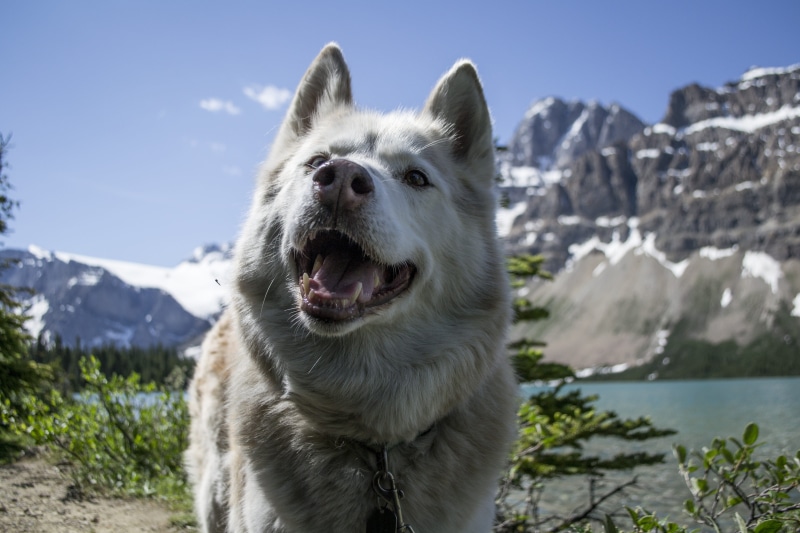 dom, animal, mountain range, happy, climate, snowcapped mountain, Highway, challenge, valley, morning, adventure, frost, long, plant, dog, climb, lifestyle