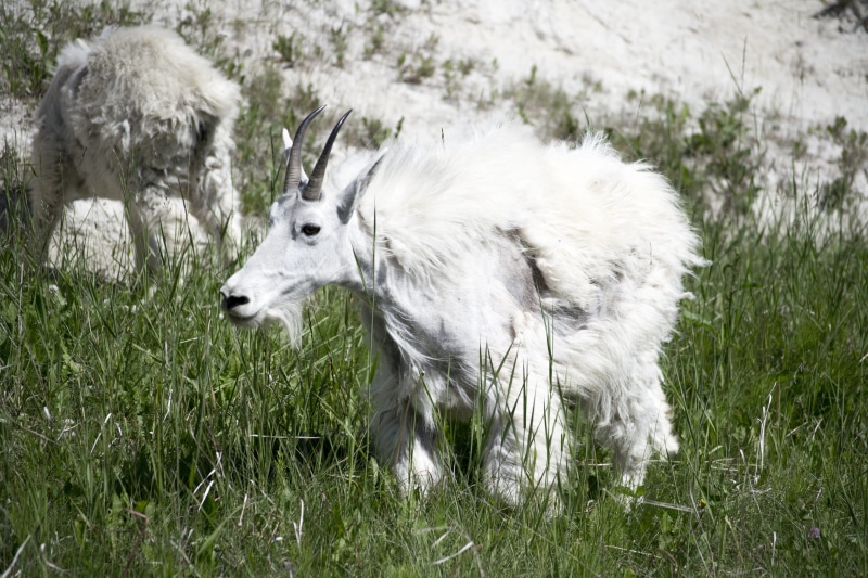 long, livestock, wildlife, frozen, morning, peak, land, dry, outdoors, columbia, landscape, tranquil, wild, outdoor, domestic, activity, white color, adventure