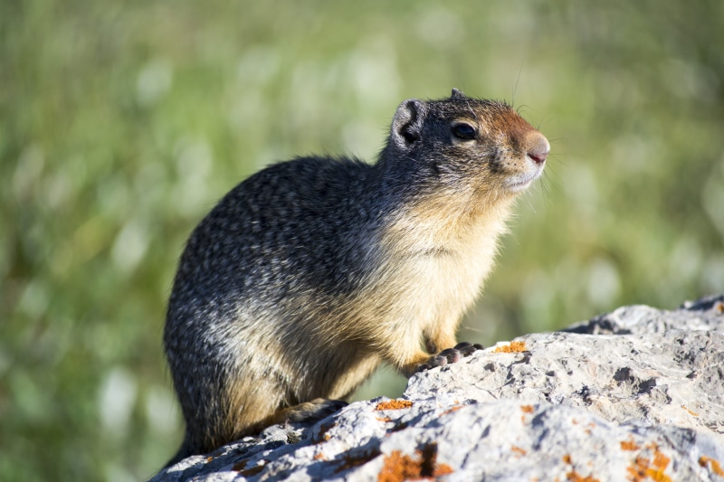 mammal, land, leisure, 4K, discover, landscape, jasper, animal wildlife, rock, dry, no people, warming, fur, environmental, season, profile view, summer