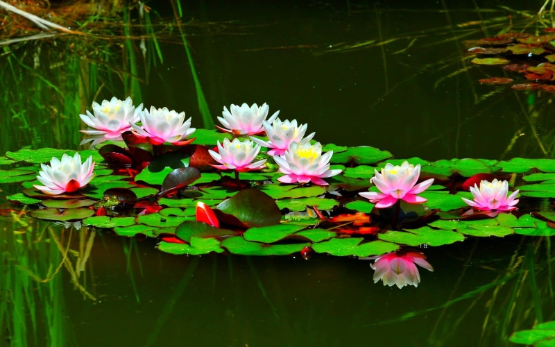  white, lily, lotus, pc, mobile, flower, water, 1080P, tablet
