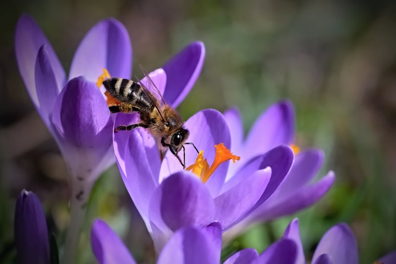 brown, outdoors, 2K, animal, insect, purple, close-up, macro, bee, perched, springtime, yellow, summer, plant, flower, pollen, pollination, nature, honey