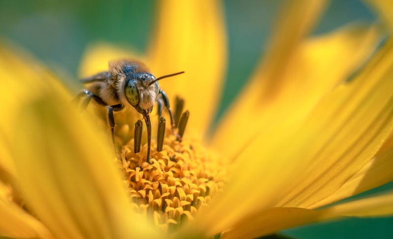 flower, bee, close-up, insect, 4K, animal, macro, plant, yellow, pollination, summer, nature, photo, Big eyes, honey bee, Carl  Zeiss  Jena, 35mm, pollen