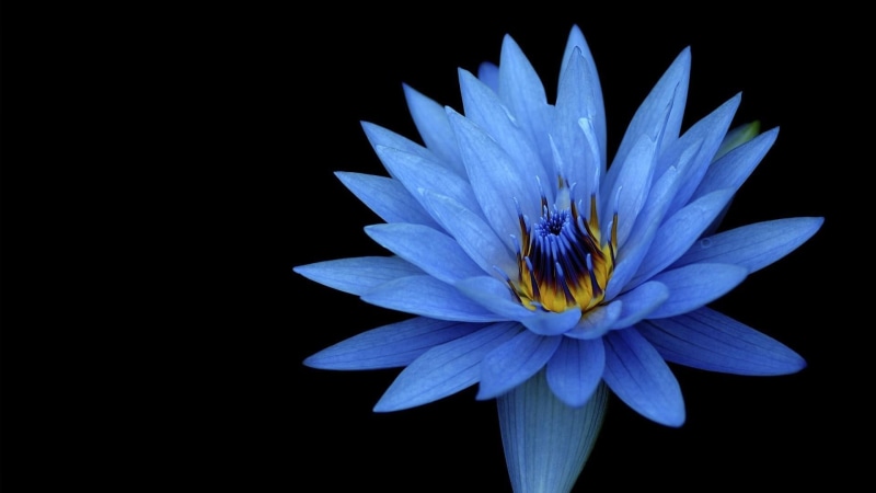 flower, blue lily, beauty in nature, fragility, purple, vulnerability, petal, pollination, water lily, inflorescence, close-up, growth, lotus, flowering plant