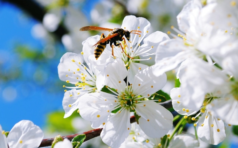 hornets, animal, close-up, white color, cherry blossom, invertebrate, insect, plant, flowers, petaled, pollen, macro, no people, flowering plant, 1080P