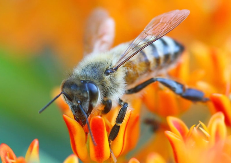 bee, Vision Group, pollen, Paul Stein, honeybee, close-up, animal, petal, summer, insect, macro photography, pollination, i09, red, single Flower, flowers