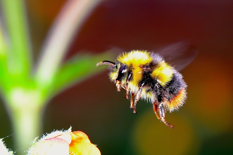 petal, summer, close-up, outdoors, flower head, day, green Color, bumble bee, pollen, pollination, bumblebee, invertebrate, yellow, animal, springtime