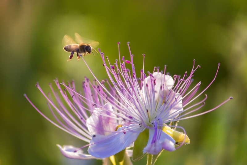 Κρήτη, flower, nature, 4K, close-up, honey, macro, plant, Crete, pollen, pollination, outdoors, caper, summer, purple flower, honey bee, daytime, insect