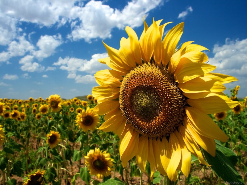 vulnerability, close-up, naturaleza, flowerbed, sunflower, flower head, sky, outdoors, girasoles, field, nature, freshness, flower, springtime, plantas