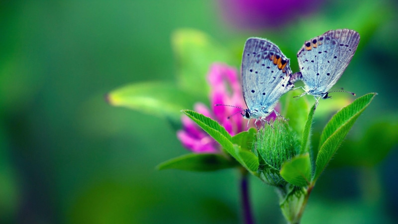 butterflies, nectar, blue butterflies, butterfly, garden, invertebrate, macro photography, blue butterfly, 4K, insect, flower, pollinator, close up