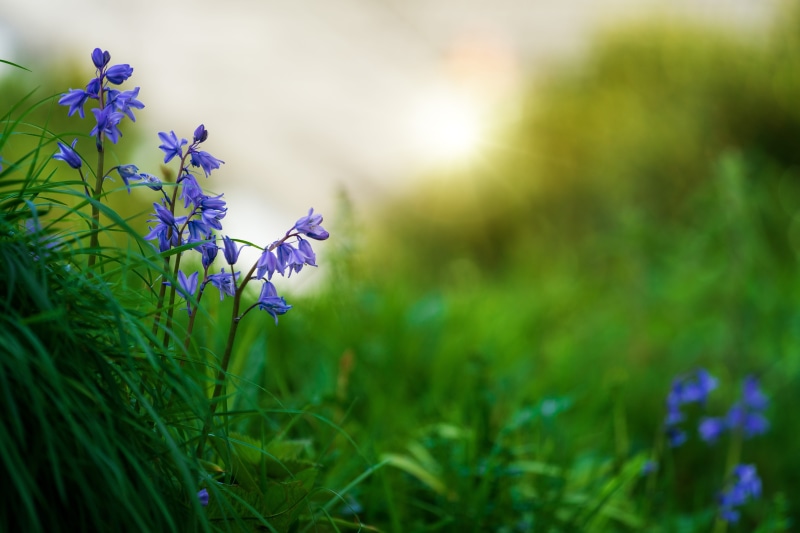 flower, 5K, landscape, animal, plant, petals, colors, vulnerability, selective focus, bloom, focus, animal wildlife, plants, fragility, springtime, growth
