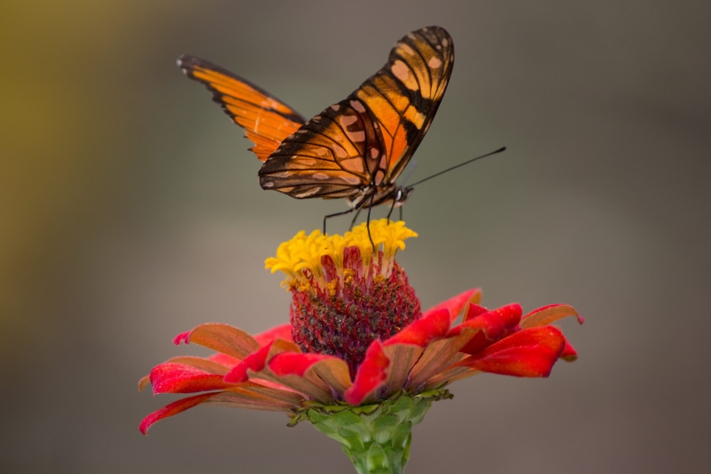 biology, butterfly - insect, plant, invertebrate, flower, animal wildlife, wings, animal wing, 4K, brown, antenna, little, flora, flower head, photography