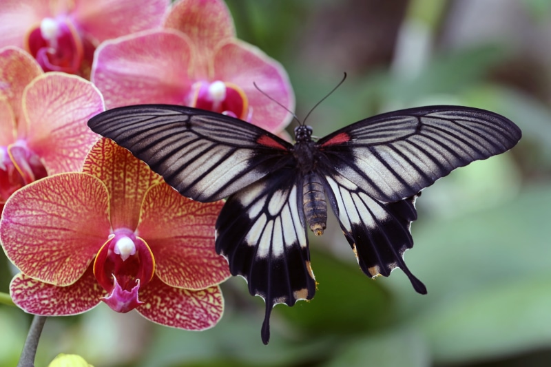 animal wildlife, fragility, animal, butterfly, nature, beauty in nature, pollination, plant, petal, invertebrate, butterfly - insect, animal themes, animal wing