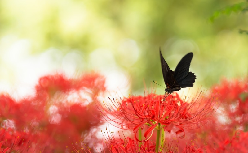 200mm, nikond5200, Animals, redspiderlily, saitamaprefecture, freshness, musashidai2chome, animal themes, red, animal, insect, plant, animals in the wild