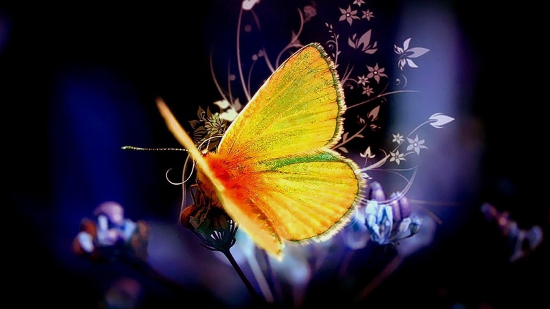 invertebrate, multi colored, flying, pollinator, flower, focus on foreground, animal wildlife, animal themes, beauty in nature, nectar, butterfly - insect