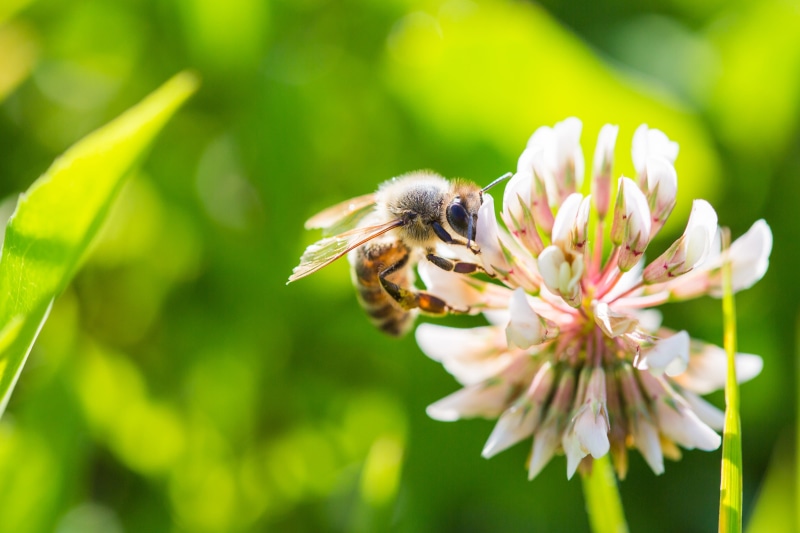 petal, pollination, fragility, macro, animal, invertebrate, bumblebee, White Clover, growth, animals, Close Up, outdoors, animal themes, insect, close-up