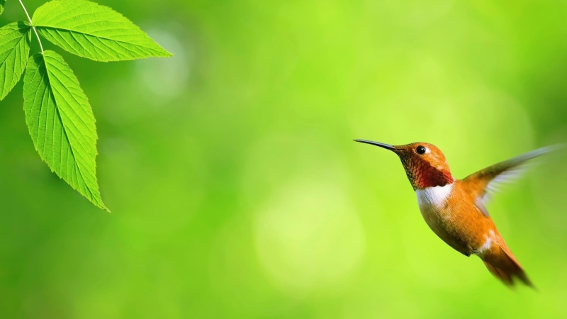 bird, flying, twig, leaf, fly, 4K, floating, float, hummingbird, pollinator, green leaf, beak, wing
