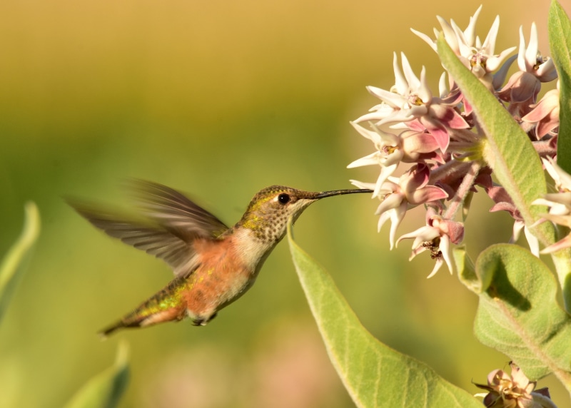 shallow focus, hovering, focus, seedskadee, beak, NWR, Rufous Hummingbird, bird and flower, aviary, Seedskadee National Wildlife Refuge, bird, refuge, pistil