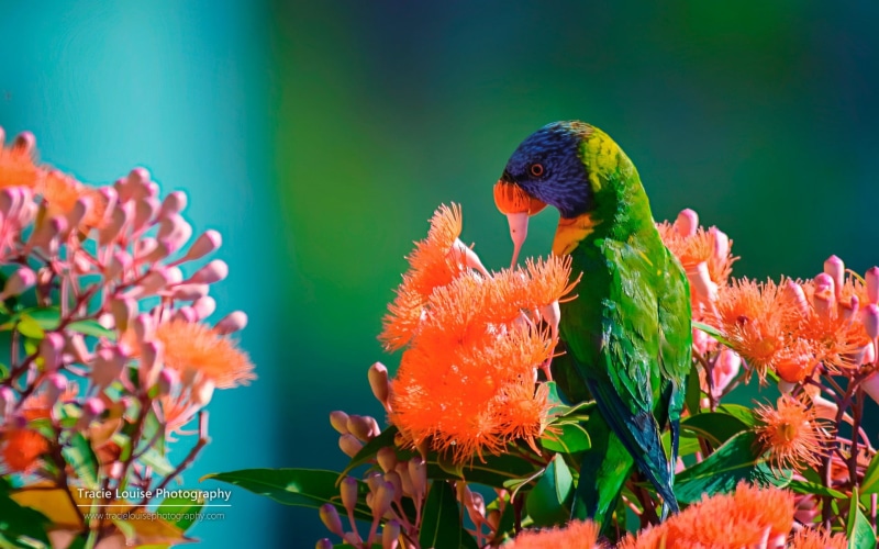 nature, day, wildlife, 1080P, orange, yellow, plant, marine, animal themes, water, fragility, growth, animals, orange color, birds, freshness, pollination