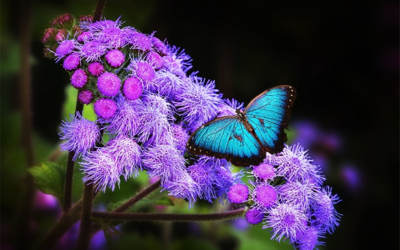 purple flowers, close-up, no people, petal, invertebrate, pollination, purple, nature, focus on foreground, flowers, insect, inflorescence, 1080P, beauty in nature