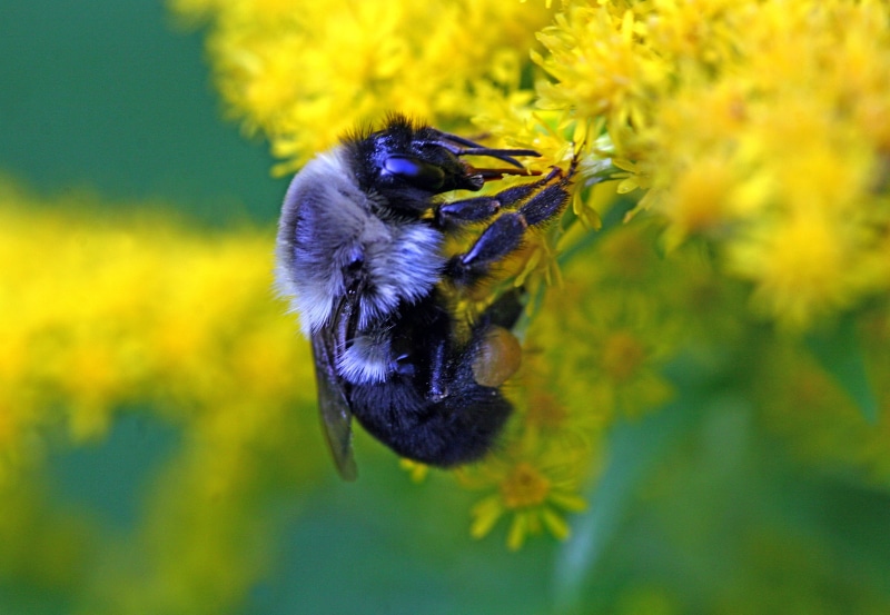 carpenter, flower, animal, nature, petaled, close-up, bee, insect, pollen, springtime, pollination, bee  pollen, Carpenter Bee, yellow, perched, macro