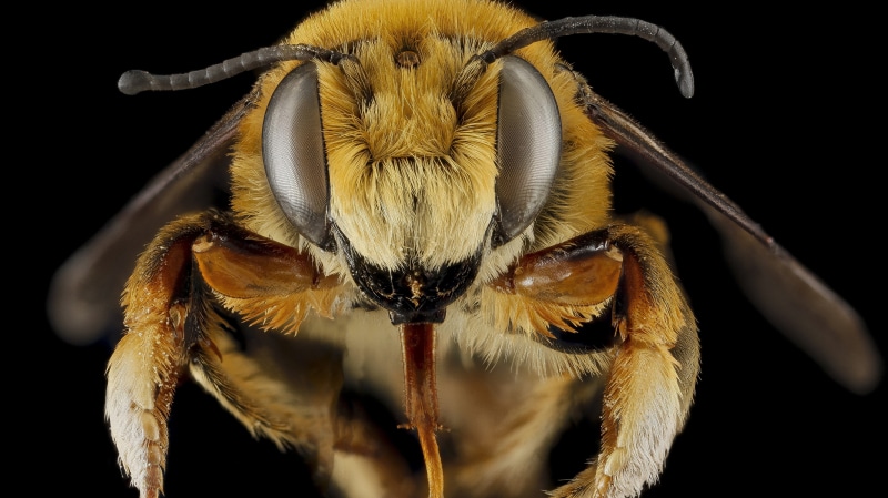 eye, eyes, bee, one animal, macro, insect, zoology, wildlife, animals in the wild, spider, 5K, pollen, hair, studio shot, wasp, yellow, nature, depth of field