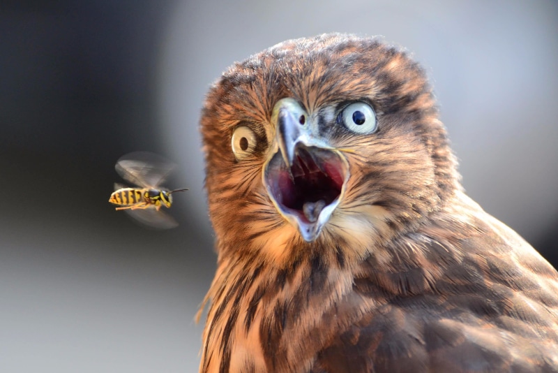 close-up, animal head, yellow, surprised, falcon - bird, flying, eagle, animal themes, animal wildlife, mouth open, owl, brown, animal body part, studio shot