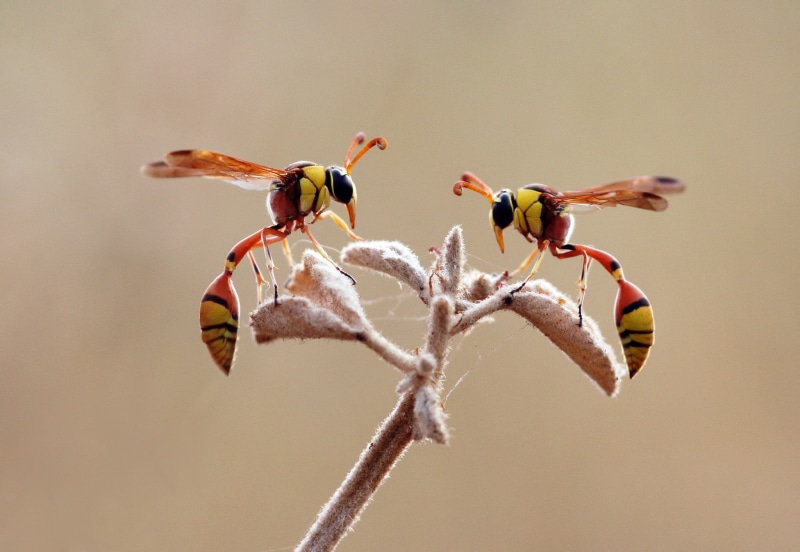 hymenoptera, wasps, animals, macro, 1080P, insect