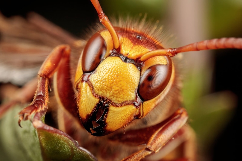 720P, extreme close-up, pollination, one animal, animal eye, macro, animal themes, close-up, eye, insect, animal wildlife, nature, outdoors, beauty in nature