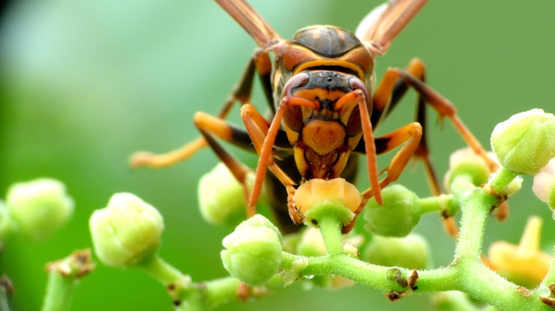 black and brown, macro, bee, brown, Wasp, black, focus, animal, sweet, green plant, green Color, insect, 2K, plant, nature, photo, close-up, green