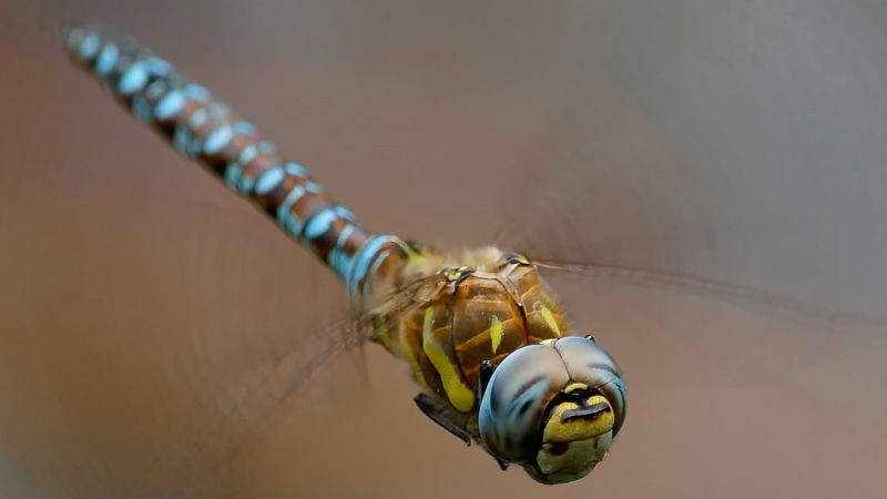 focus on foreground, dragonflies, invertebrate, wasp, no people, nature, beauty in nature, brown, animals in the wild, one animal, animal wildlife, close-up
