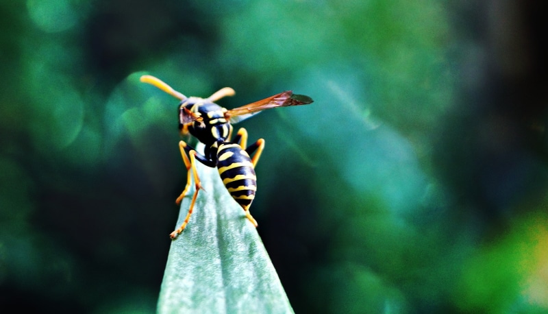 selective focus, focus on foreground, flowers, insect, animals in the wild, nature, green color, wasps, animal wildlife, zoology, animal, one animal, invertebrate