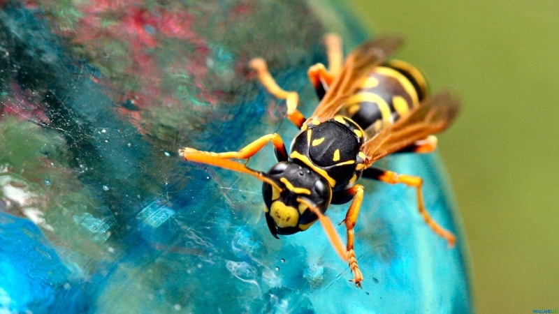 blue, insect, wasps, focus on foreground, bee, close-up, animal themes, outdoors, animal, day, invertebrate, zoology, photography, closeup, water, nature