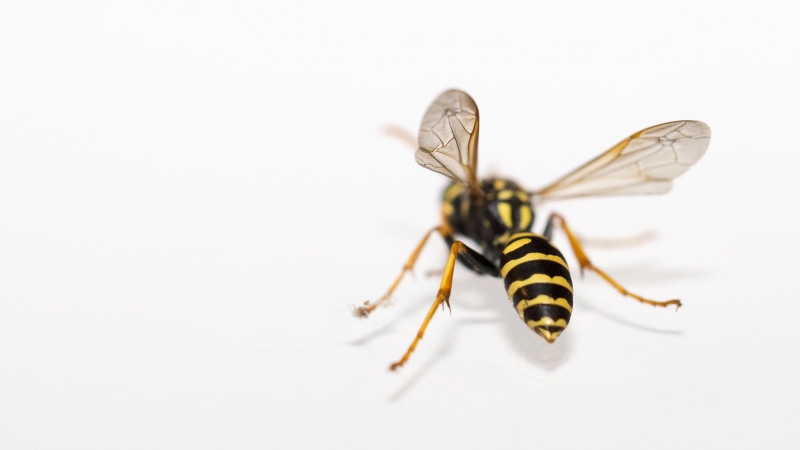 animals in the wild, white background, invertebrate, no people, white, extreme close-up, paper, animals, close, striped, animal body part, studio shot