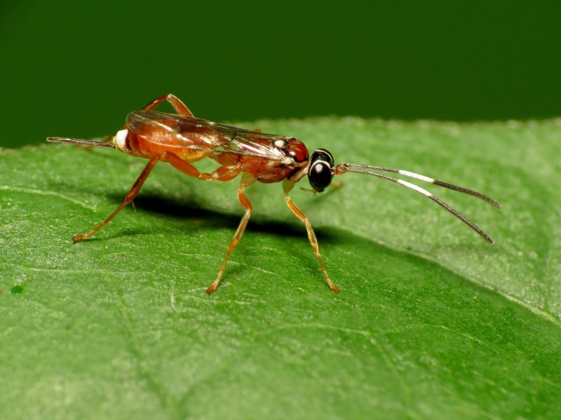 animal, green Color, ichneumon, Yet Another, 2K, Ichneumonidae, micro, HS, Arthropoda, Life on Earth, Washington, DCR, macro, Ichneumon Wasp, leaf, green