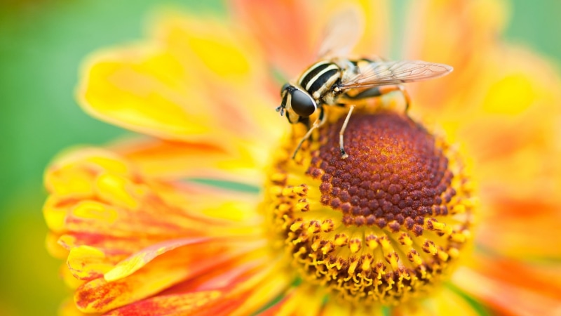 no people, macro, animal wildlife, fragility, bee, nature, small, beauty in nature, yellow flowers, freshness, 1080P, animals in the wild, insect, close-up