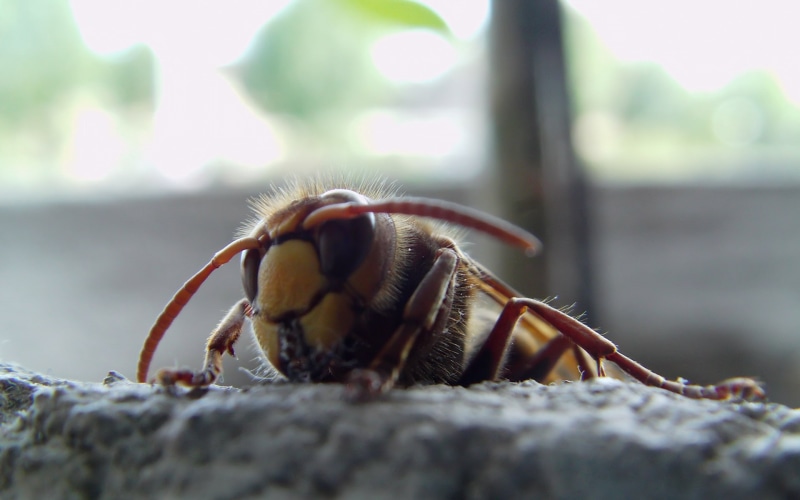 no people, animal themes, insect, invertebrate, close-up, macro, wasps, outdoors, rock, animal body part, solid, selective focus, 1080P, bees, nature