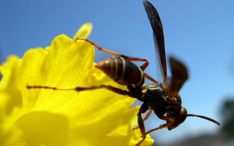flowers, wasps, macro, insect, 1080P