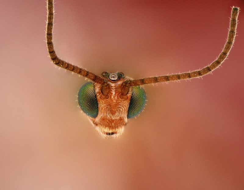 indoors, invertebrate, animal head, one animal, eye, animal themes, animal body part, 720P, wasps, portrait, insect, arachnid, head, no people, close-up