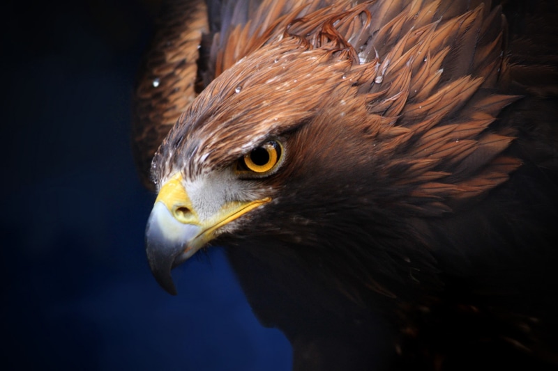 eagle, background, golden, 1080P, beak, vulture, Golden eagle