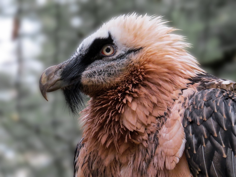animal body part, focus on foreground, animal head, close-up, beak, head, red, eagle, nature, animal eye, close, profile view, bearded vulture, vertebrate
