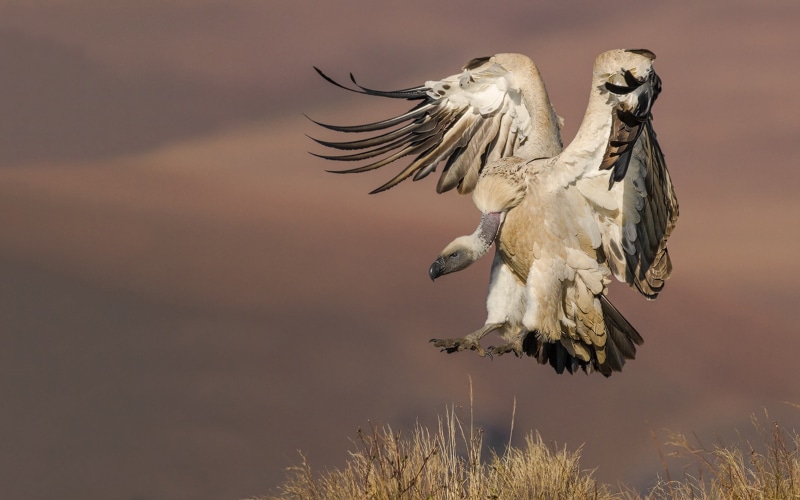 bird of prey, landing, animal wildlife, animal, griffon, group of animals, day, outdoors, two animals, focus on foreground, full length, spread wings