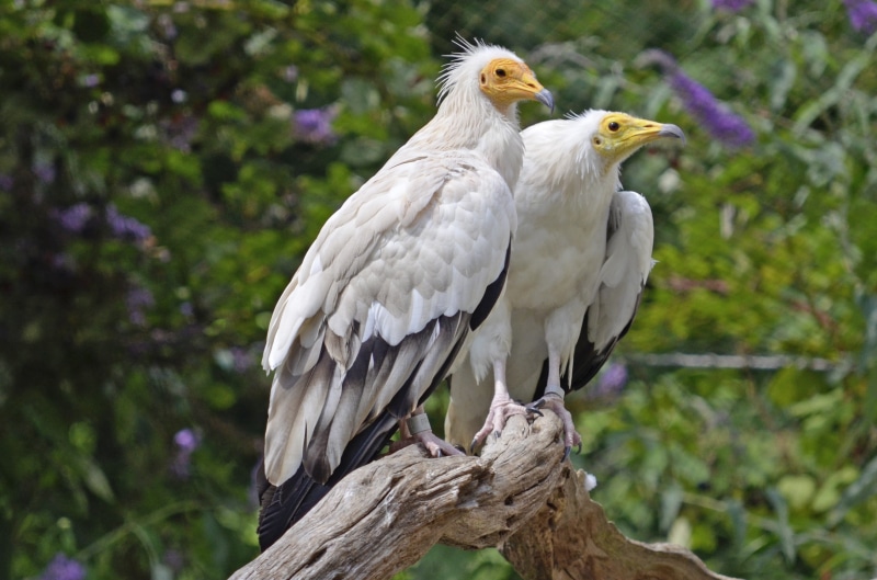 Egyptian Vulture, day, focus on foreground, close-up, animals In The Wild, habichtart, Bird, branch, no people, plant, full length, vertebrate, nature