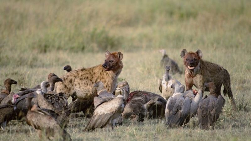 medium group of animals, carnivora, tanzania, east Africa, kenya, outdoors, grass, plant, serengeti National Park, national Park, mammal, savannah, lion - Feline