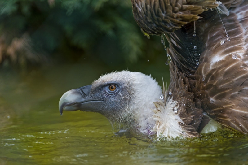 water, vultures, birds, 1080P, animals