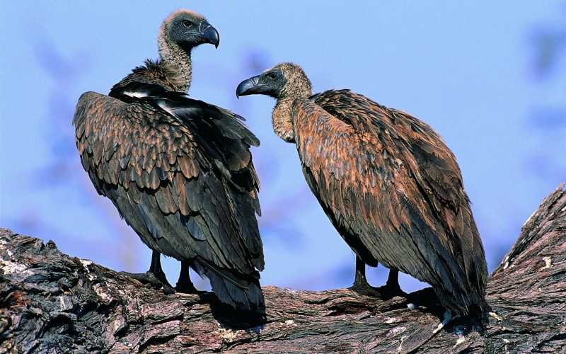 animals In The Wild, scavenging, feather, 1080P, sky, rock, bird of Prey, carnivore, perching, predators, group of animals, two animals, animal themes
