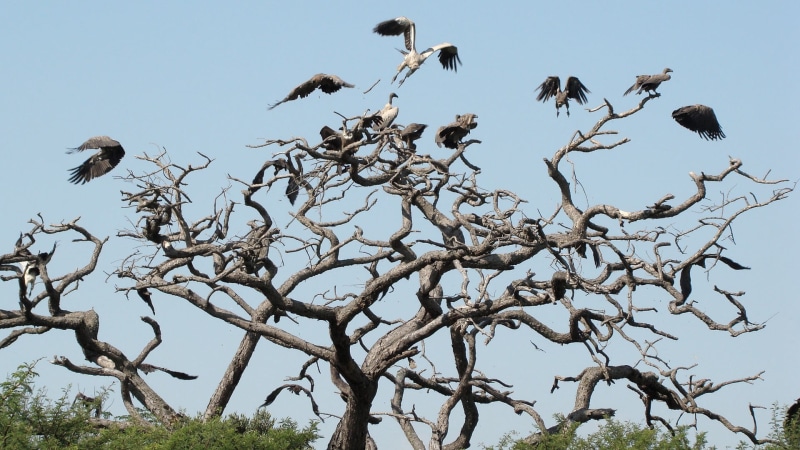 nature, birds, animal themes, 1080P, bird, white, animal wildlife, animals, plant, flying, clear sky, perching, low angle view, bare tree, group of animals